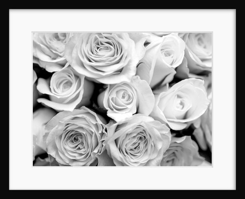 Bunch of roses by Assaf Frank